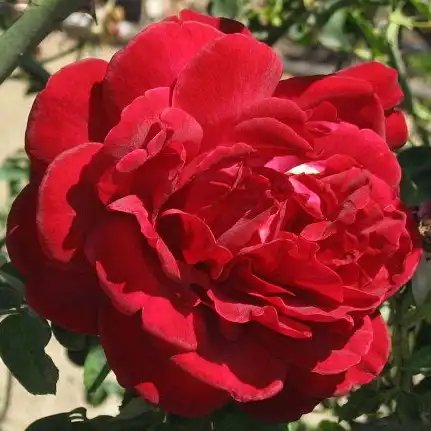 Roșu puternic - trandafiri târâtori și cățărători, Climber